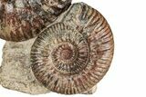 Free-Standing Fossil Ammonite (Hammatoceras) Pair - France #227339-4